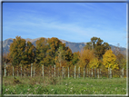 foto Alle pendici del Monte Grappa in Autunno